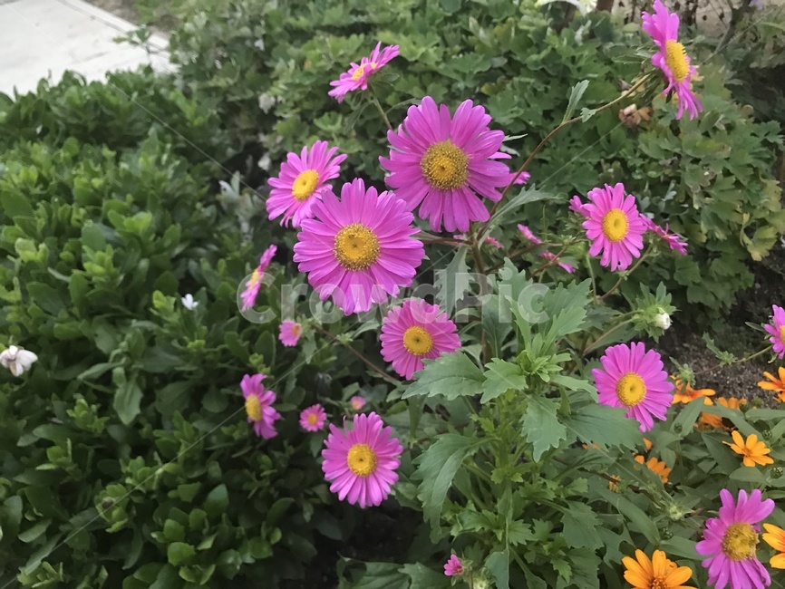 과꽃,관상용,식물,꽃,분홍,배경,식물,자연,plants,nature,꽃,flower
