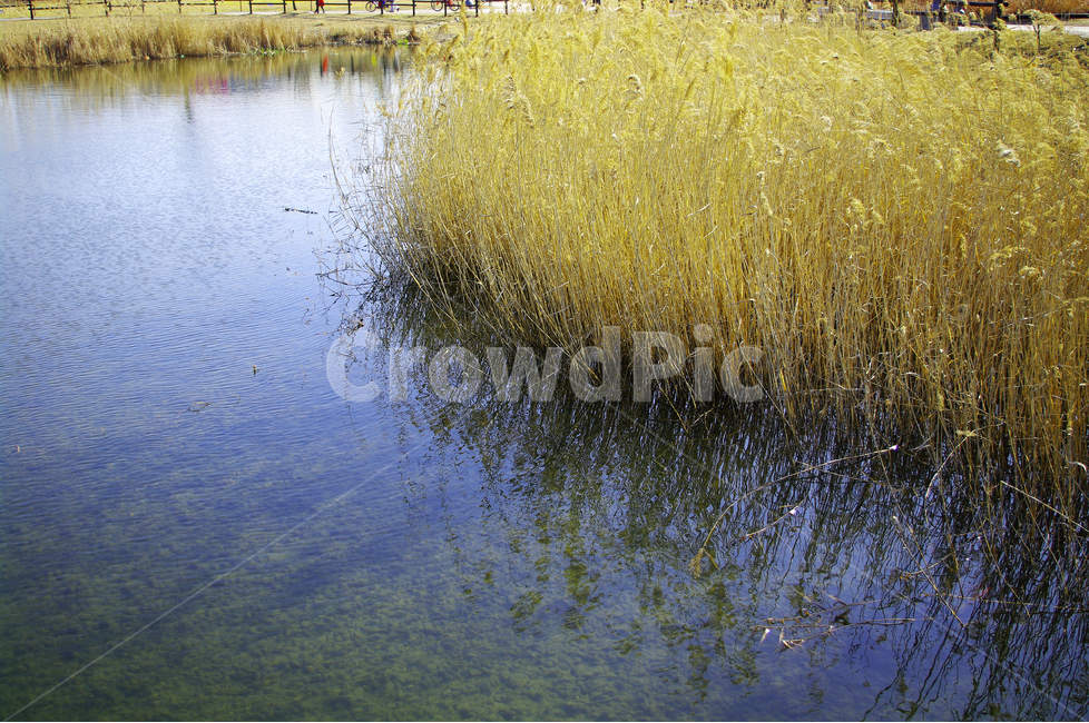 호수,겨울,갈대,식물,물결,호수공원,빛,감성,겨울,계절,winter,season,자연,풍경,nature,landscape,water,물,grass,잔디,plant,outdoors,옥외,land,땅