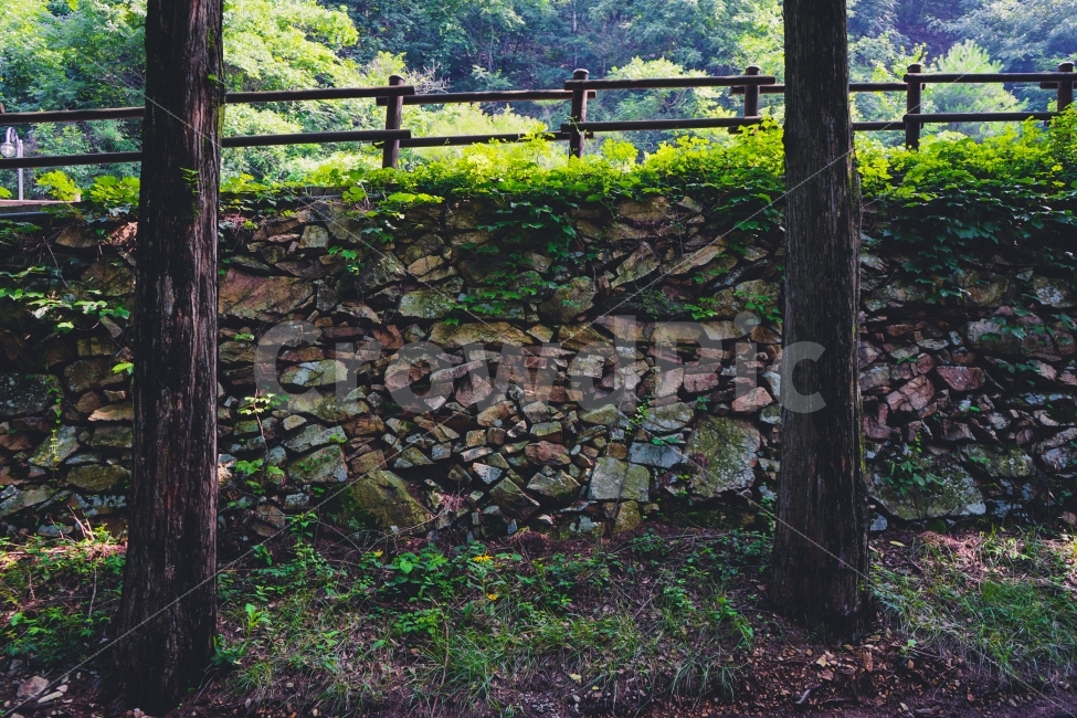 여름,감성사진,나무,휴식,힐링,자연풍경,여행,휴가,덩쿨,자연,풍경,nature,landscape,여름,계절,summer,season,gate,문