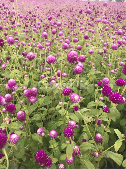 천일홍,보라색꽃,보라꽃,꽃밭,보라물결,식물,자연,plants,nature,꽃,flower