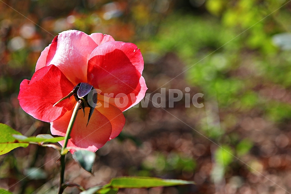 장미,장미꽃,꽃,꽃잎,가을,식물,자연,공원,식물,자연,plants,nature,꽃,flower