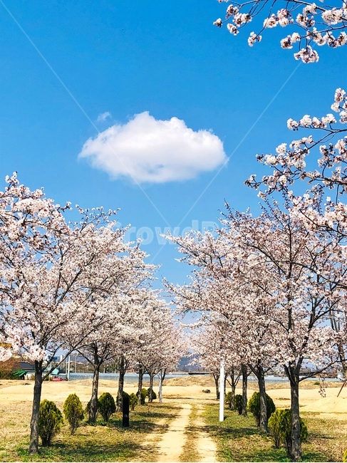 plant,식물,blossom,flower,꽃,cherryblossom,벚꽃,구름,하늘,sky,봄