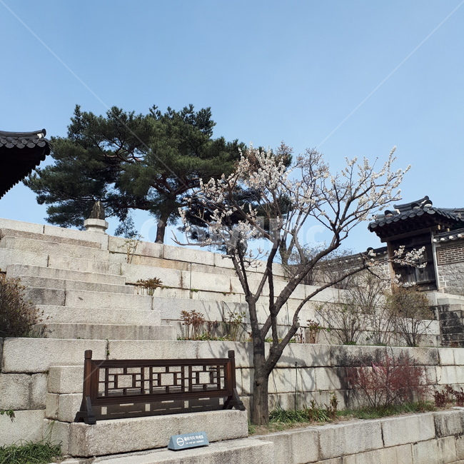 벚꽃,창덕궁,나무,풍경,아침,낮,한국전통,한국문화,korean traditional,korean culture