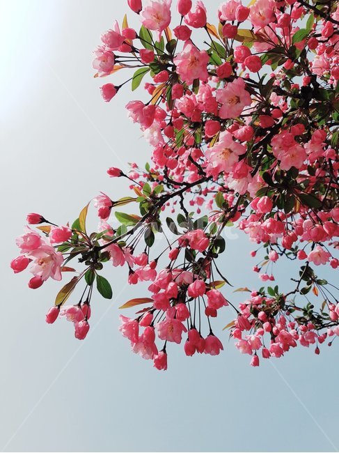 plant,식물,꽃,왕벗꽃,봄,오후,식물,자연,plants,nature,꽃,flower