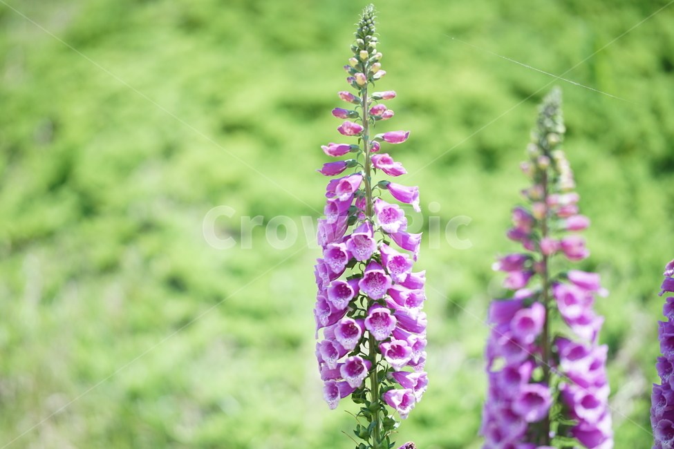 꽃,플라워,화원,화단,자연,보라색,보랏빛,바이올렛,보라,색감,컬러,칼라,flower,식물,풍경,식물,자연,plants,nature,꽃,flower