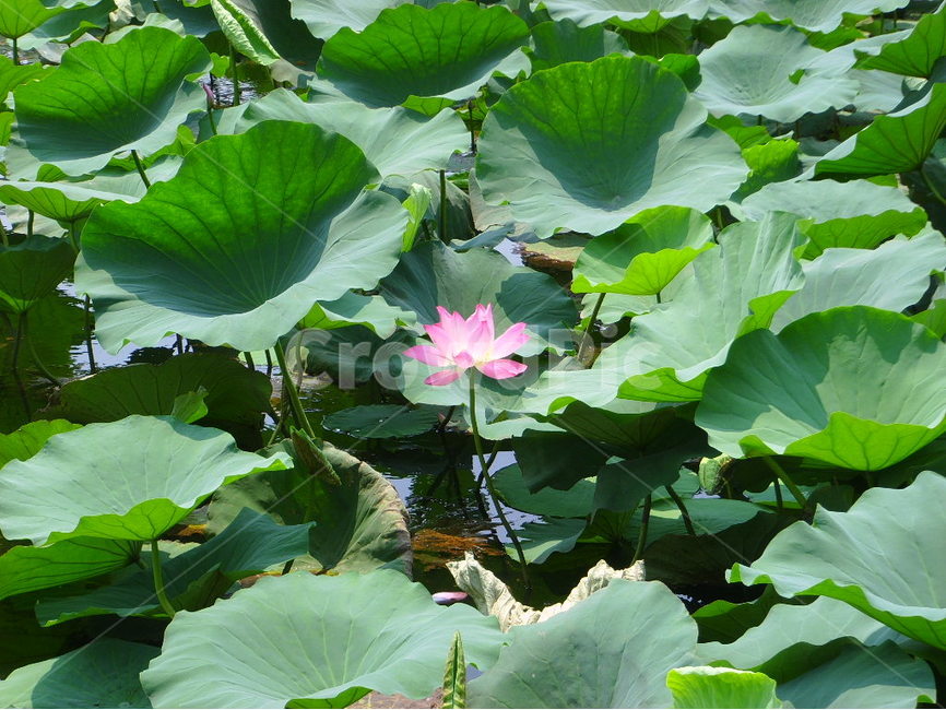 중국,제남,대명호,연꽃,분홍,식물,자연,plants,nature,꽃,flower