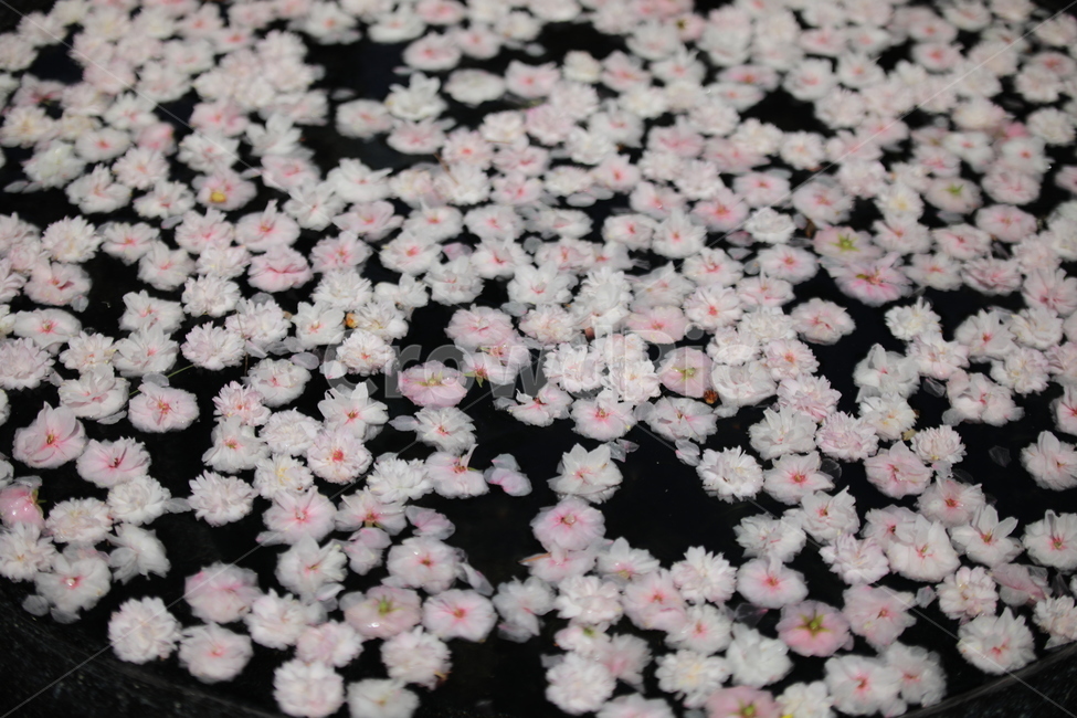 꽃,꽃잎,떨어지다,물,봄,꽃,flower