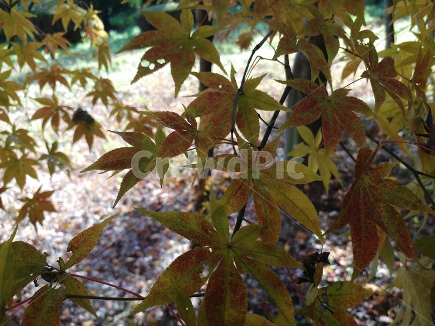 가을단풍,가을,엽록소,leaf,잎,plant,식물,tree,나무,maple,단풍,가을,계절,fall,autumn,season