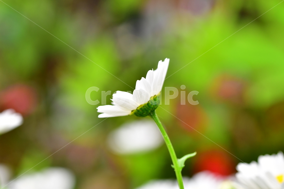 식물,자연,꽃,야생화,봄,풍경,식물,자연,plants,nature,꽃,flower