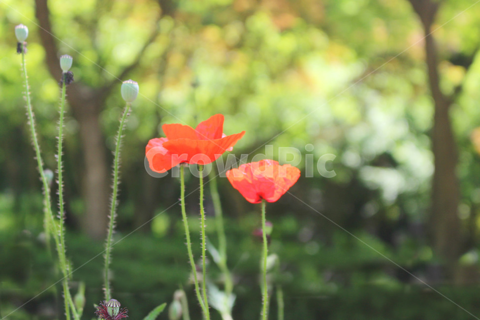 양귀비,꽃,자연,빨강,감성사진,red,flower