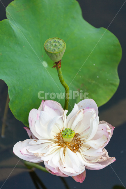 연꽃,연꽃잎,여름,담홍색,꽃,식물,정원,꽃잎,식물,자연,plants,nature,꽃,flower