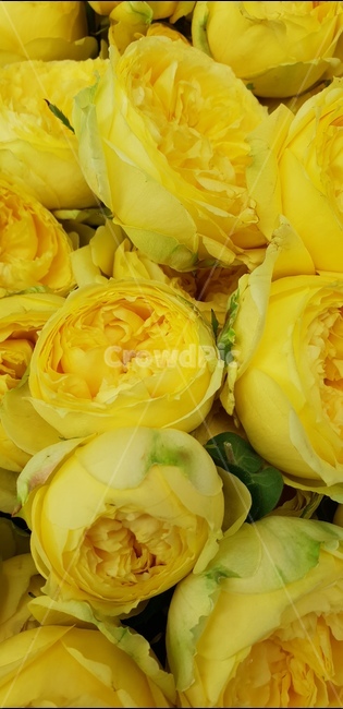 노랑꽃,고급진꽃,봄꽃,화려한꽃,노랑색,꽃,flower