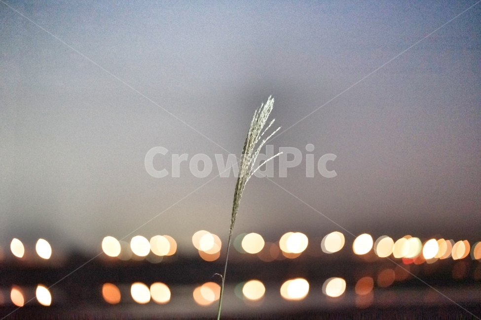 억새,갈대,아웃포커싱,보케,중심,야경,밤,풍경,nightscape,night,landscape,식물,자연,plants,nature,감성,sensible,feeling,plant,grass,잔디,lawn