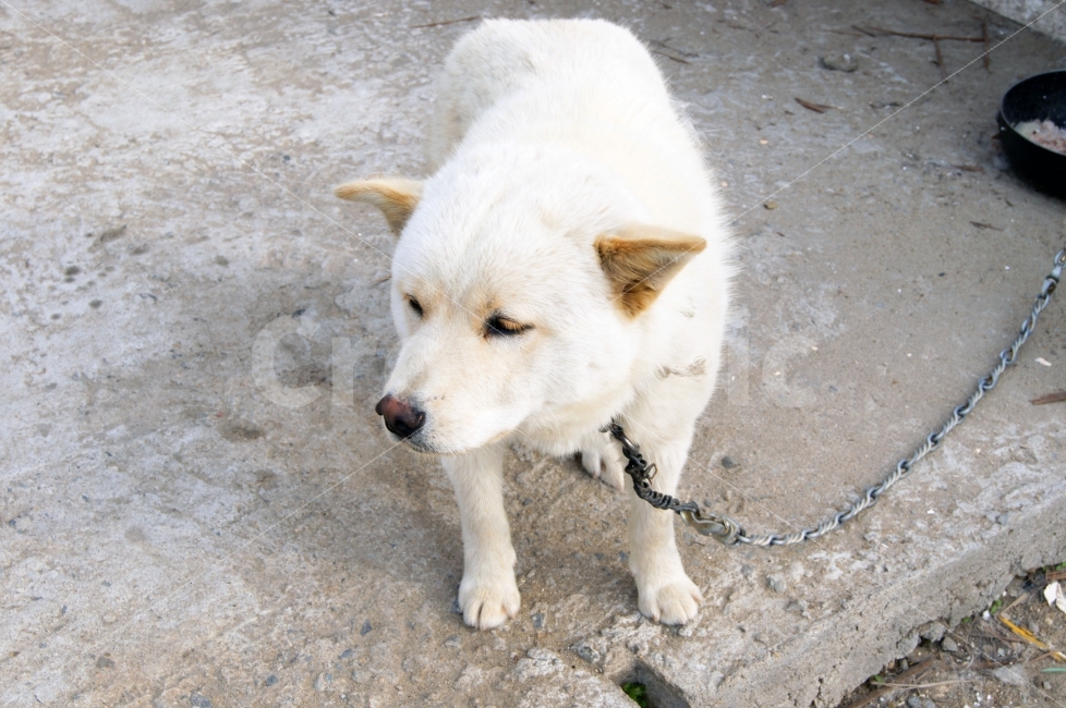 강아지,댕댕이,멍멍이,동물,강아지사진,순둥이,동물,animal,개,강아지,dog,doggy,포유류,mammal