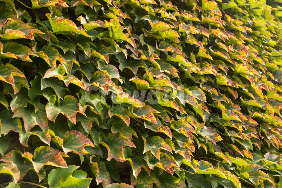 담쟁이덩굴,plant,식물,leaf,잎,자연,식물,자연,plants,nature
