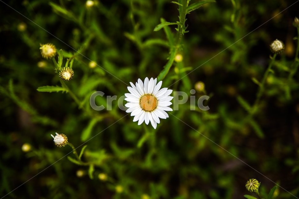 코스모스,봄,여름,들꽃,꽃,식물,자연,접사,plants,nature,flower,식물,자연,plants,nature,꽃,flower