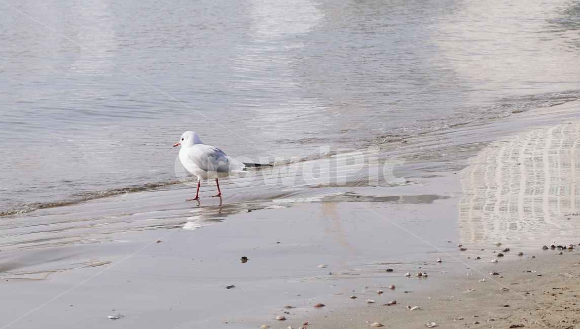 Beach,Gwangalli,ocean,nature,sandy beach,busan,bird,sight,Seagull,winter sea