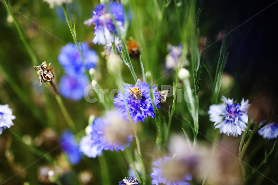 수레국화,꿀벌,cornflower,도깨비부채,꽃말,행복감,독일국화