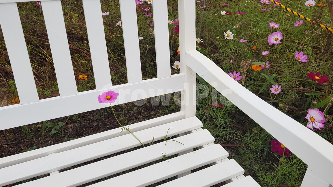 railing,의자,야외,꽃밭,꽃,flower,field,벤치,bench,자연,김천,코스모스