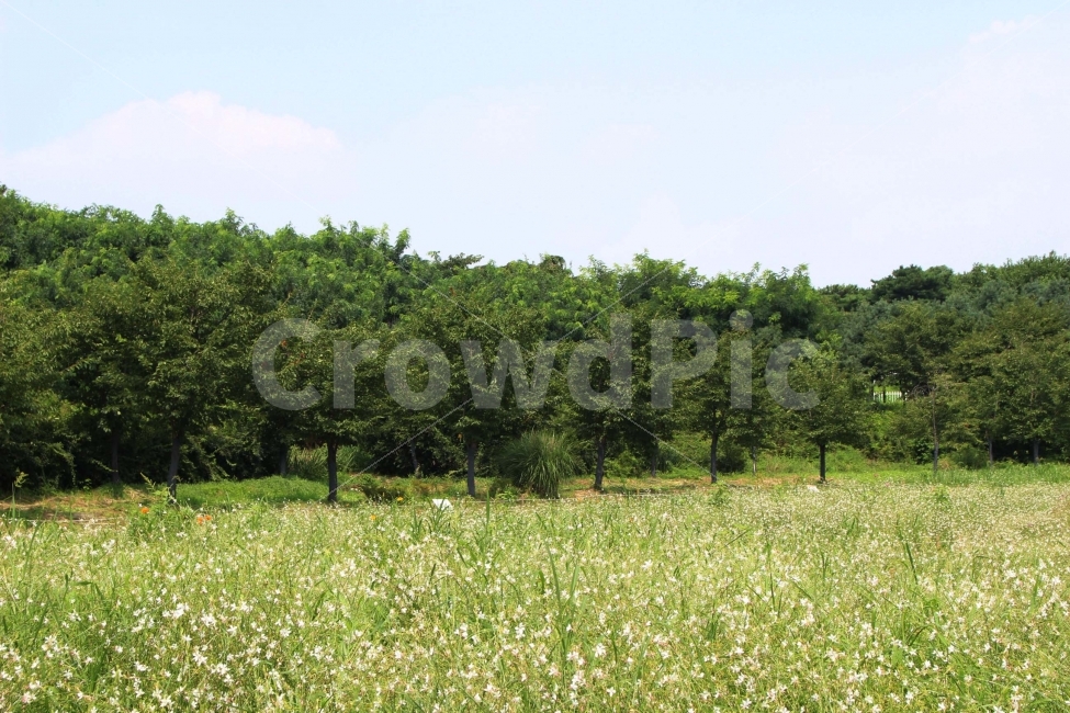 	하늘,나무,식물,자연,야외,공원,정원,풍경,잔디,풀,꽃,자연,풍경,nature,landscape,grassland,목초지,outdoors,옥외,field,들,farm,농장,rural,농촌,meadow