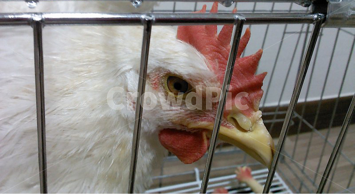 닭,닭벼슬,조류,부리,닭눈,흰닭,동물,animal,조류,새,birds