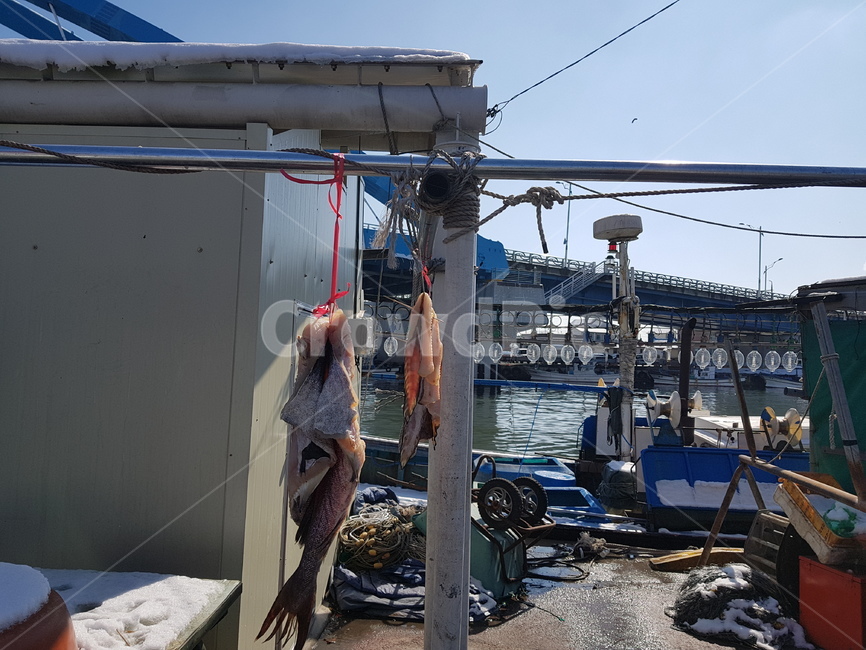 말린생선,생선,포,fish,어업,바닷가,바다,고기잡이,생선잡이,산업,industry,industrial,어업,fishery,fishing industry