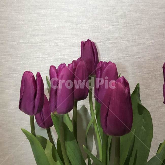 plant,식물,blossom,꽃,flower,보라색,튤립,식물,자연,plants,nature,꽃,flower