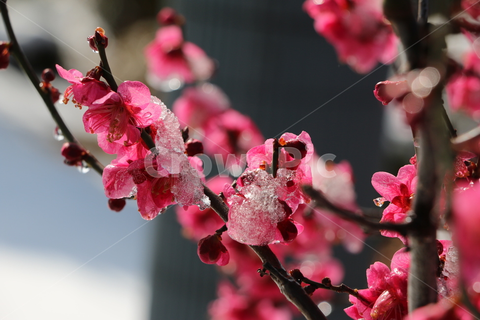 꽃,눈,붉은꽃,매화,감성,색감,자연,나무,나뭇가지,얼음,겨울,plant,식물,blossom,flower,핑크,식물,자연,plants,nature,꽃,flower