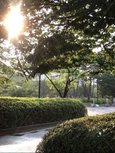 공원,여름,햇살,햇빛,초록,소나무,초록나무