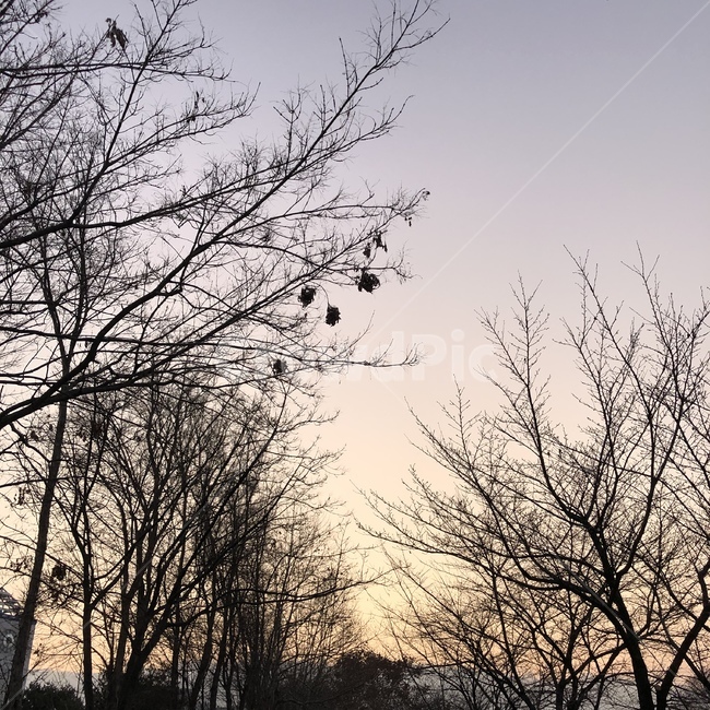 silhouette,실루엣,nature,자연,노을