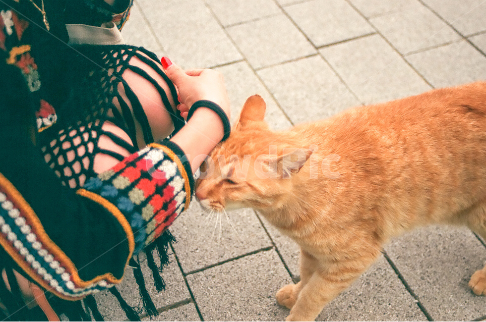 고양이,cat,길고양이,동물,animals,kitten,귀여움,cute,표정,친근함,동물,animal,포유류,mammal,고양이,cat,kitten,kitty,사람,인물,인간,human,person,여성,여자,woman,female,lady,감성,sensible,feeling