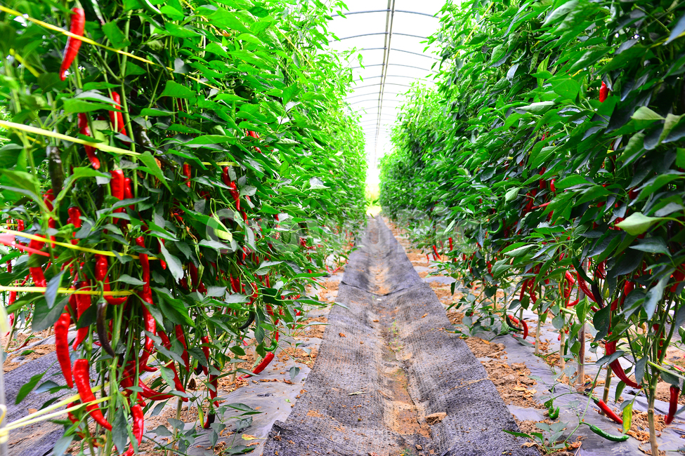 고추밭,고추,열매,양념,고추농사,빨간고추,농업,산업,재배,밭농사,향신료,캡사이신,매운맛,음식재료,식재료,김치양념,건강식품,핫페퍼,hotpepper,chilipepper,톡쏘는맛,자극적,식물,아열대식물,시골,하우스,잘익은,레드,빨강색,녹색,고춧잎,채소,야채,vegetables,산업,industry,industrial,농업,농사,agriculture,farming,farming industry