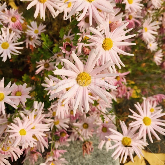 꽃,분홍,필름느낌,자연,식물,식물,자연,plants,nature,꽃,flower