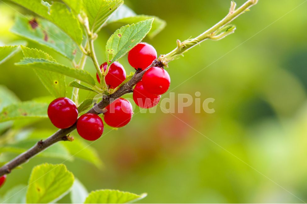 앵뚜,빨강,나무잎,열매,앵두나무,매크로,식물,자연,plants,nature,과일,열매,fruit