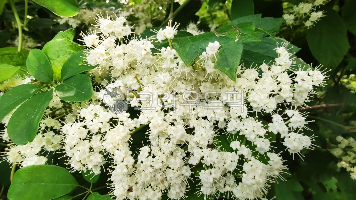 viburnum tree flower,blossom,viburnum tree,vegetation,broadleaf shrub,cyme inflorescence,flower,plant,vidumumdilatatum
