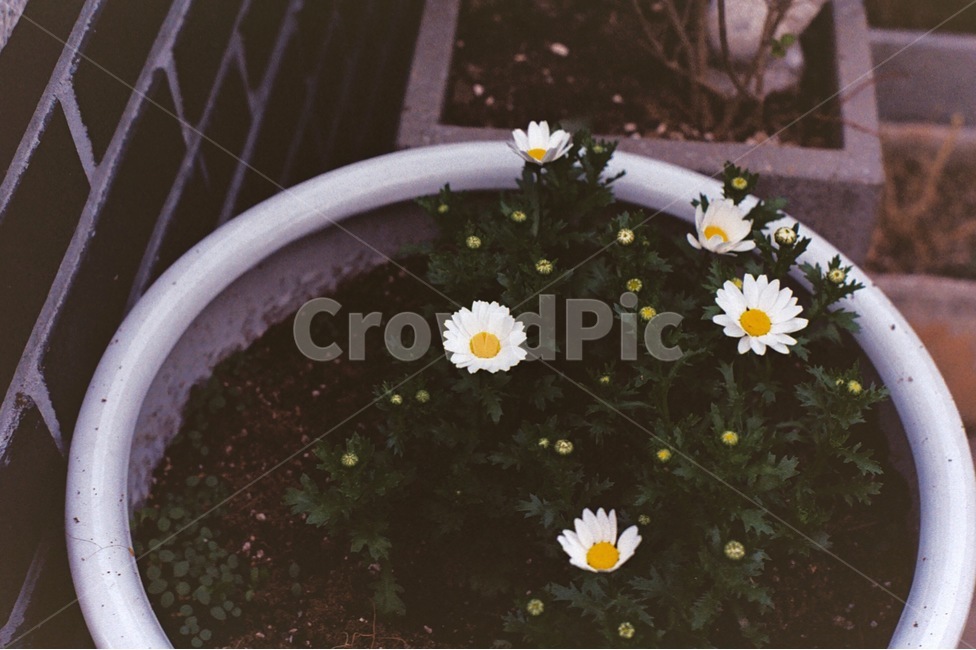 화분,꽃,벽돌,꽃봉오리,흰꽃,flower,자연,반려식물,식물,고즈넉,감성사진,필름사진