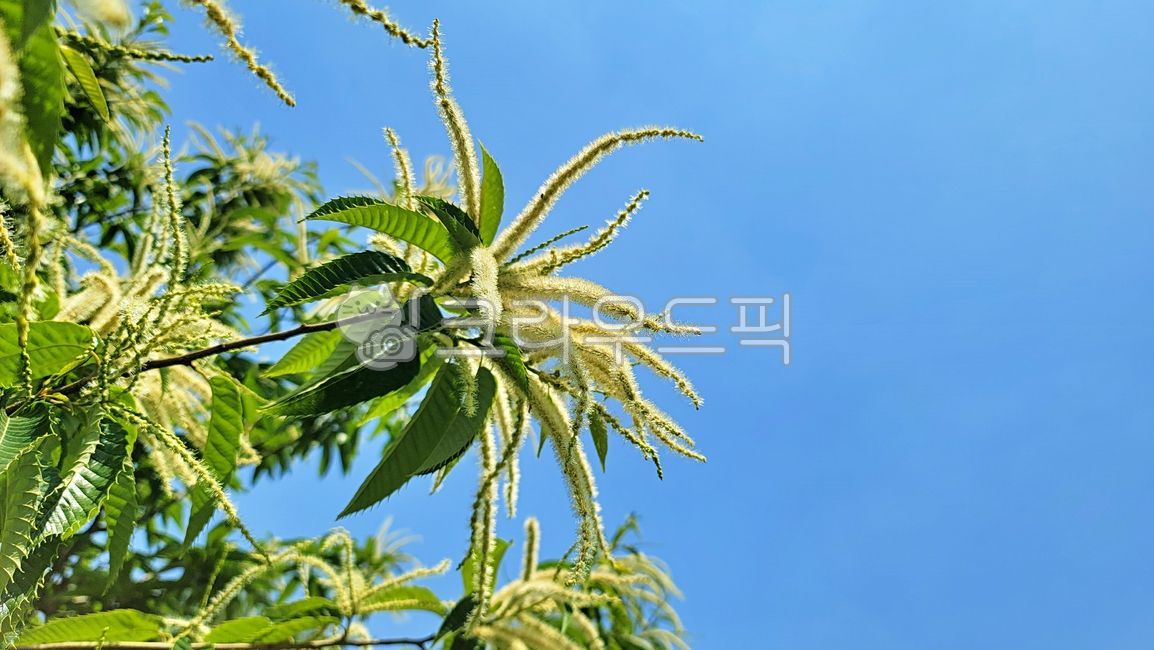 밤나무,밤꽃,잎,식물,밤꽃향기,여름,chestnuttree,achestnutblossom,leaf,plant,thescentofchestnutflowers,summer