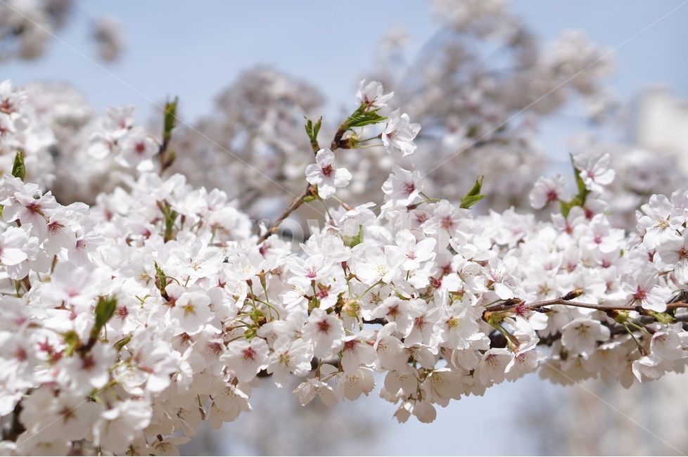 벚꽃,흰색,풍경,하늘,파랑,봄,봄,계절,spring,season,식물,자연,plants,nature,꽃,flower,plant,blossom