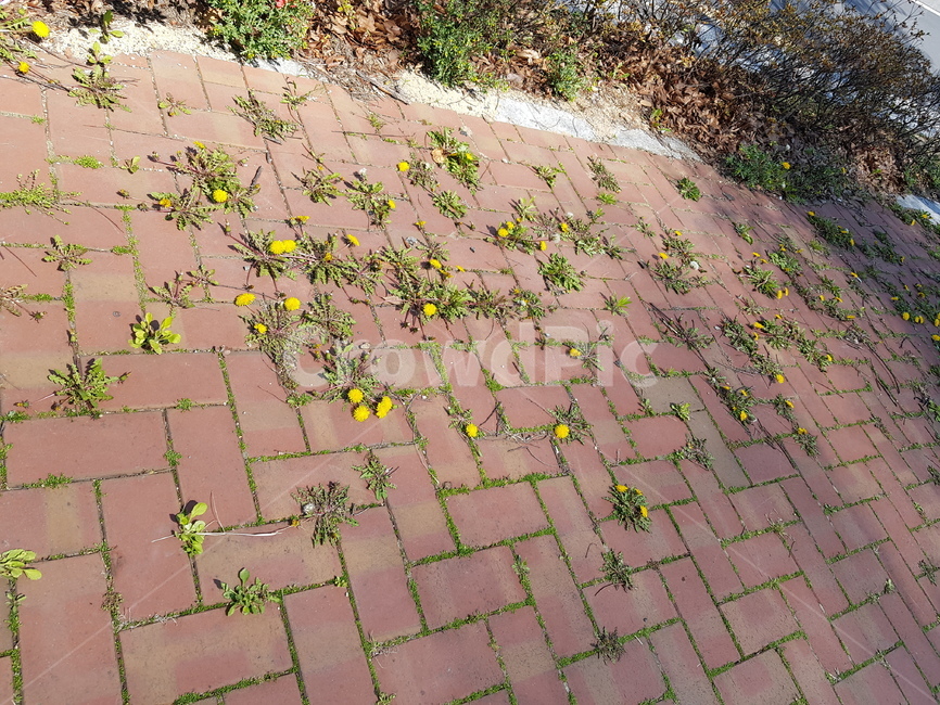 민들레,꽃,땅바닥,보도블럭,잔디,풀,길거리,flowers,dandelion,street,grass,ground,block,yellow,sunlight,plants