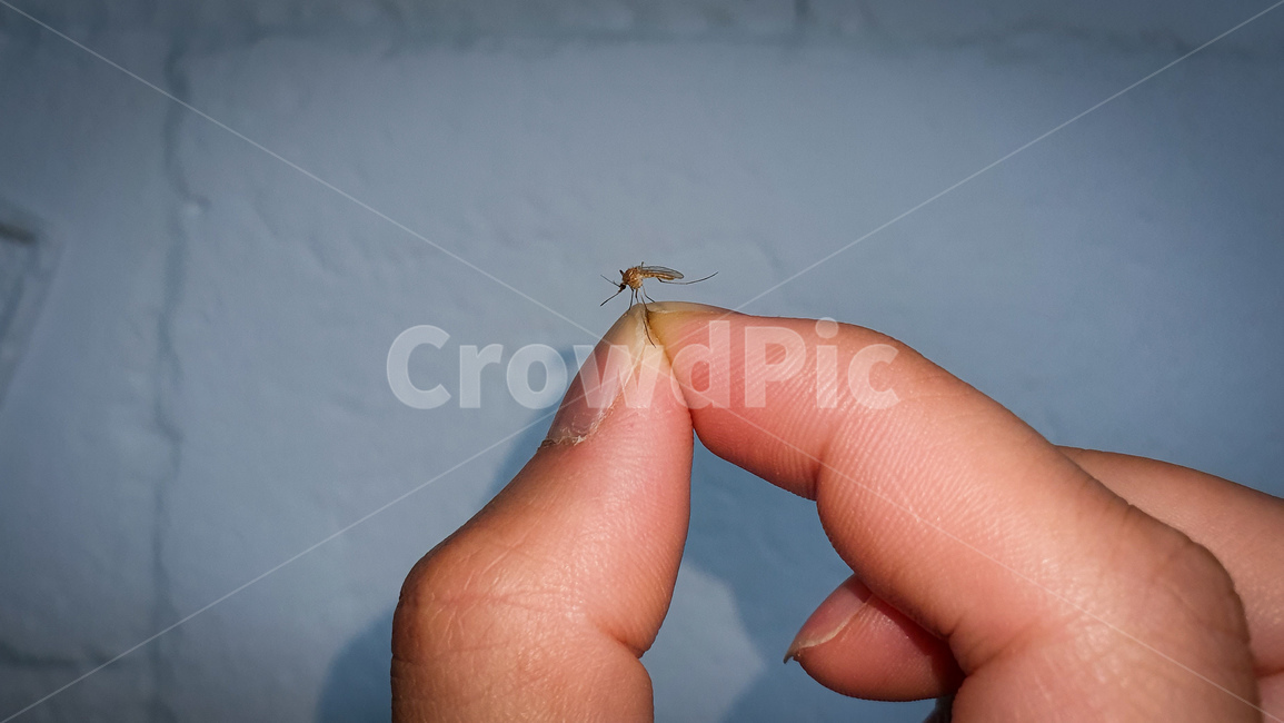 모기,가을모기,해충,손가락,피,흡혈,벌레,곤충,손,여름,살충,곤충,벌레,insect,bug,신체일부,몸,body
