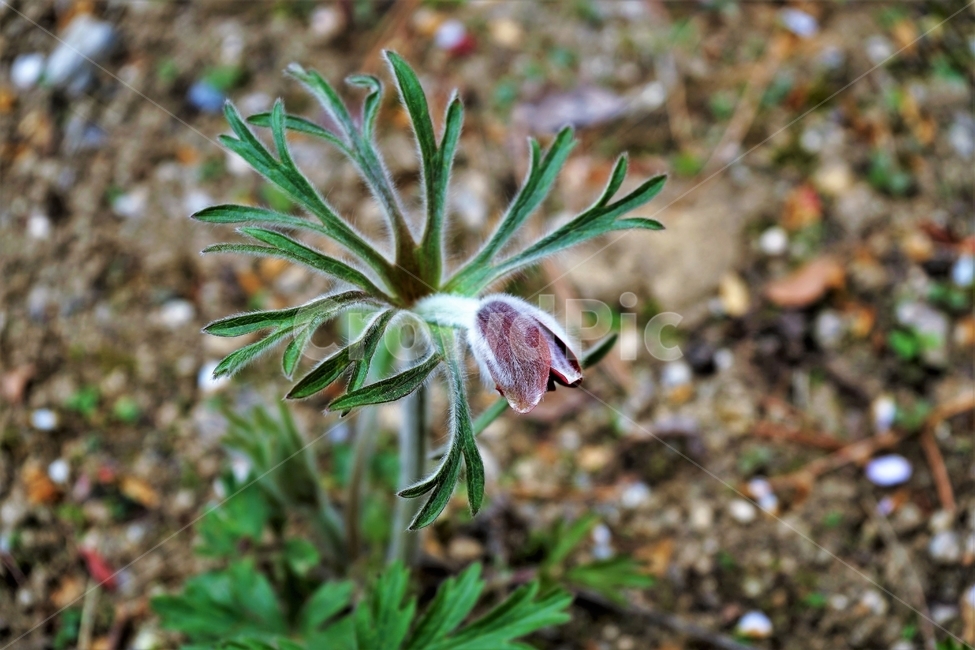 할미꽃,솜털,봄,봄꽃,자연,식물,꽃,plant,암술,수술,Pulsatillakoreana,한국특산,백두옹,독초,강장제,화왕계,여러해살이풀,미나리아재비과,쌍떡잎식물,흰털,할머니머리카락,흰머리,노인,꼬부랑,한방약재,할머니