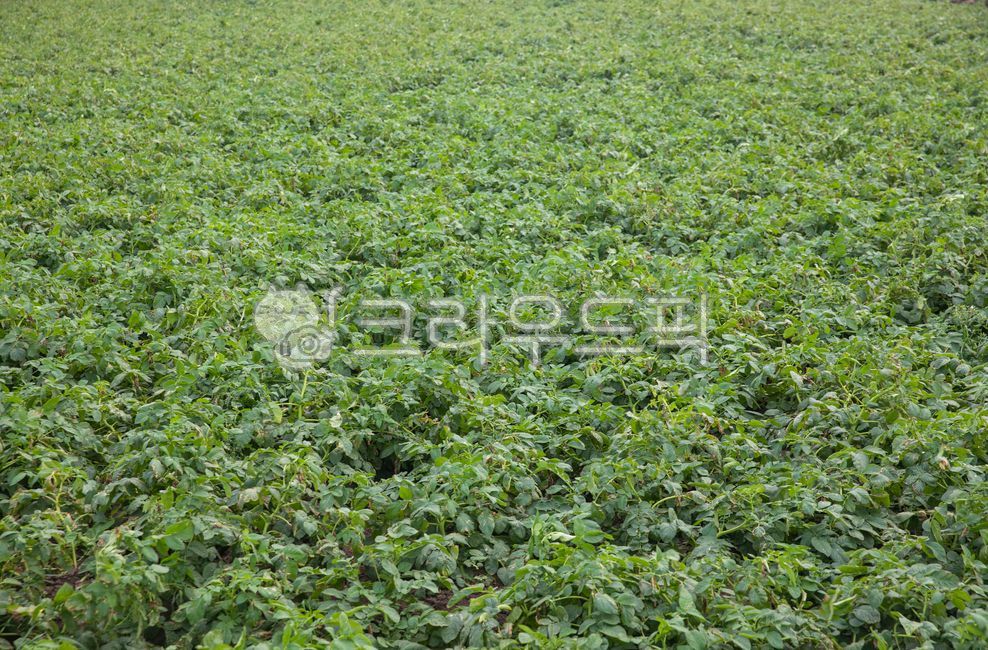 감자,감자밭,감자농장,potatofarm,frenchfries,gamjatang,농장,밭,추수,풍년,풍경,농촌풍경,시골풍경,가을,채소,야채,음식,신선한,푸른채소,자연,식물,식품,greenjuice,harvest,farm,vegetable,plant,food,autumn,field,autumnfield,green,ruralareas,countryside,ruralvillage,nature,scenery,rurallandscape,greenvegetables,음식재료,foodlngredients,가을풍경,autumnscenery