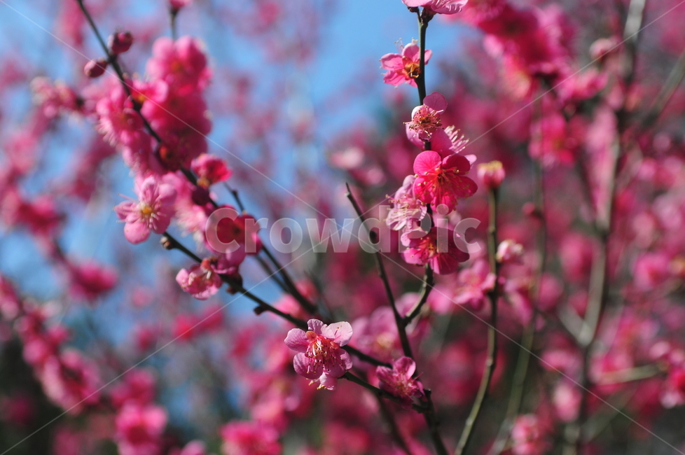 홍매화,꽃,flower,봄,매화,식물
