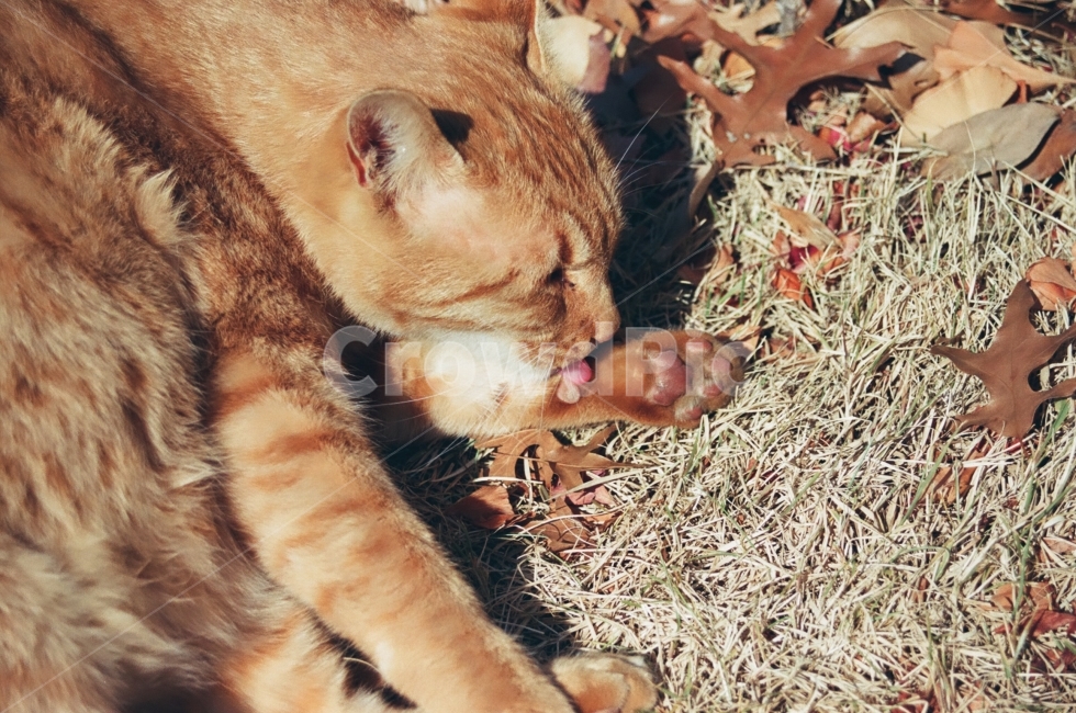 고양이,고양이사진,동물,동물사진,cat,animal,kitten,길고양이,감성사진,감성,감정,표정,emotion,풀밭,자연,grass,나무,tree,그루밍,발바닥,paw,냥이,동물,animal,포유류,mammal,고양이,cat,kitten,kitty,감성,sensible,feeling