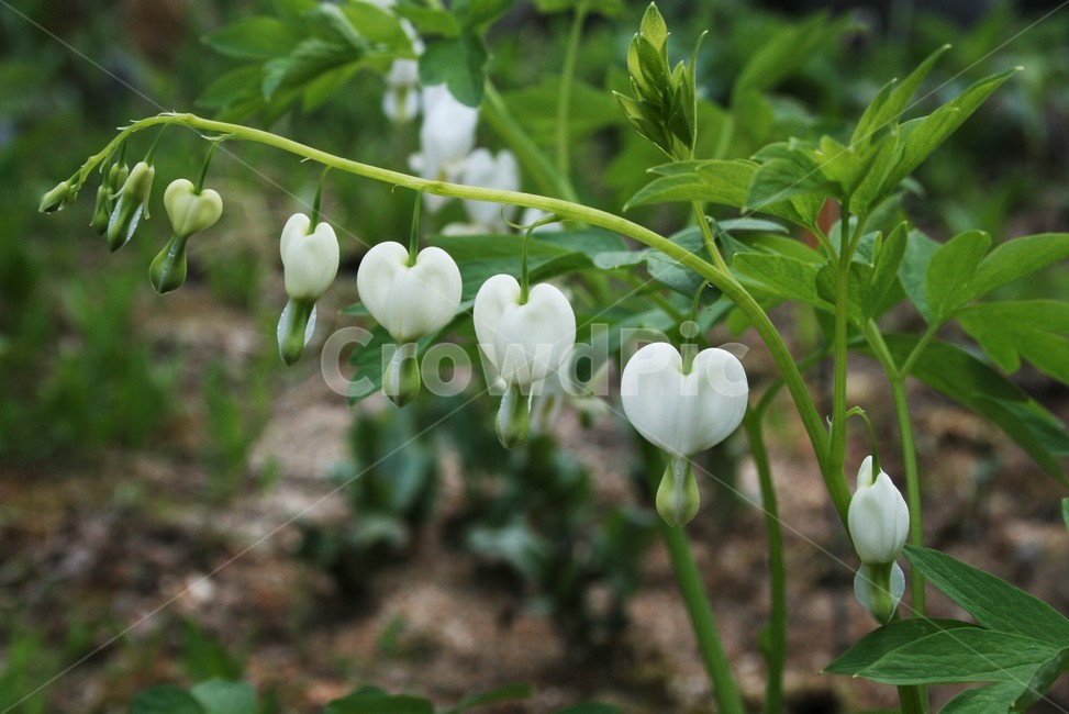 흰금낭화,금낭화변이종,원예종,현호색과,등모란,덩굴모란,식물,자연,plants,nature,꽃,flower