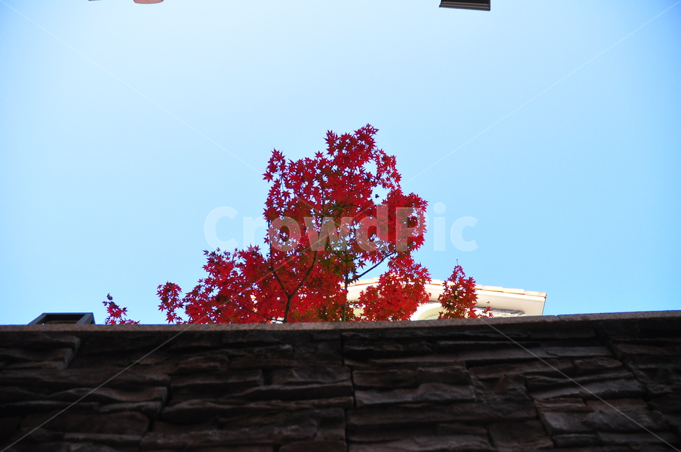 가을,단풍나무,벽,벽돌,하늘,간물,단풍잎,붉은색,autumn,sky,mapletrees,mapleleaves,autumnleaves,bricks,wall,가을,계절,fall,autumn,season,식물,자연,plants,nature