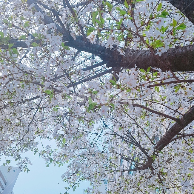 봄,벚꽃,나무,4월,꽃,봄,계절,spring,season,식물,자연,plants,nature,꽃,flower,나무,trees,wood,plant,tree