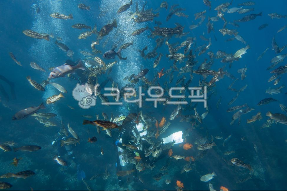물고기,떼,바다,다이빙,물고기떼,fishes,bunchoffishes,ocean,sea,marine,aquatic,water,underwater,diver,diving,airbubbles,nature,animals,blue,deep