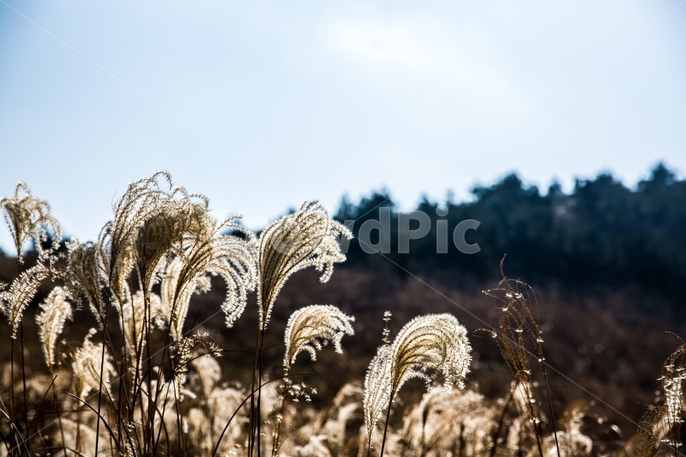 제주도,금오름,갈대,겨울,금빛,예쁜,갈대밭,겨울,계절,winter,season,식물,자연,plants,nature,감성,sensible,feeling