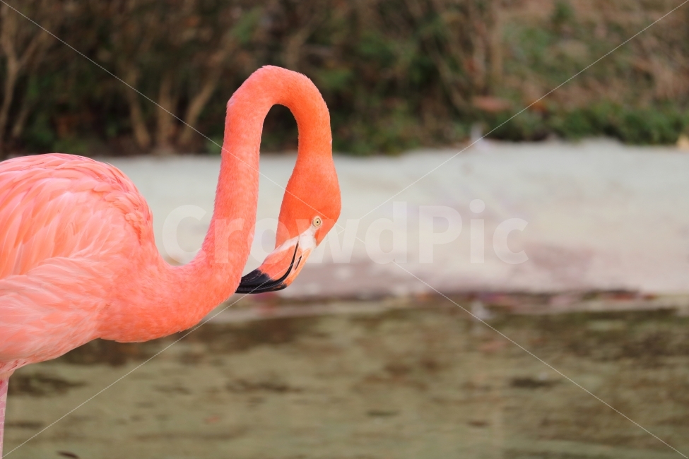 동물,동물원,홍학,조류,쿠바홍학,동물,animal,조류,새,birds,색깔,색상,색채,색감,color sense,color sensitivity,feeling of color